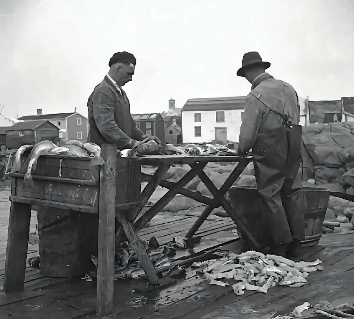 Travail de tranchage de la morue
